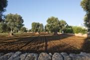 Masseria Don Luigi-Luxury Farmhouse  